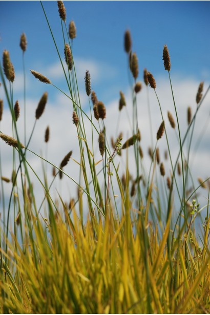 Лепешняк великий Варієгата